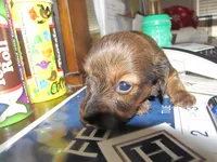 LONG HAIR RED SABLE GIRL, a female Miniature Dachshund for sale in Springfield, TN – Photo 7 of 9