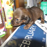 LONG HAIR RED  GIRL, a female Miniature Dachshund for sale in Springfield, TN – Photo 2 of 9