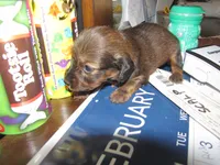 LONG HAIR RED SABLE GIRL, a female Miniature Dachshund for sale in Springfield, TN – Photo 2 of 9