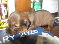LONG HAIR RED SABLE GIRL, a female Miniature Dachshund for sale in Springfield, TN – Photo 8 of 9