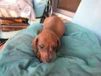 RED MALE, a male Miniature Dachshund for sale in Springfield, TN – Photo 3 of 10