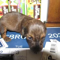 LONG HAIR RED  GIRL, a female Miniature Dachshund for sale in Springfield, TN – Photo 4 of 9