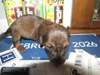 LONG HAIR RED SABLE GIRL, a female Miniature Dachshund for sale in Springfield, TN – Photo 5 of 9