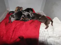 NEWBORN DAPPLE LITTER, a female Miniature Dachshund for sale in Springfield, TN – Photo 3 of 3
