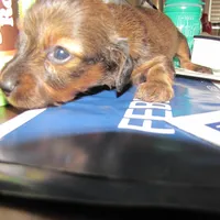 LONG HAIR RED  GIRL, a female Miniature Dachshund for sale in Springfield, TN – Photo 8 of 9