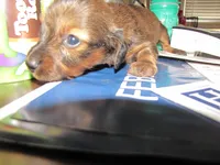 LONG HAIR RED SABLE GIRL, a female Miniature Dachshund for sale in Springfield, TN – Photo 9 of 9