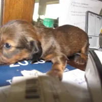 LONG HAIR RED  GIRL, a female Miniature Dachshund for sale in Springfield, TN – Photo 5 of 9
