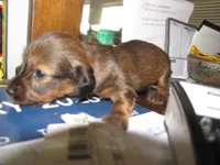 LONG HAIR RED SABLE GIRL, a female Miniature Dachshund for sale in Springfield, TN – Photo 4 of 9