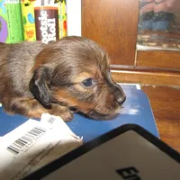LONG HAIR RED  GIRL, a female Miniature Dachshund for sale in Springfield, TN – Photo 3 of 9