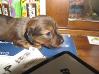 LONG HAIR RED SABLE GIRL, a female Miniature Dachshund for sale in Springfield, TN – Photo 3 of 9