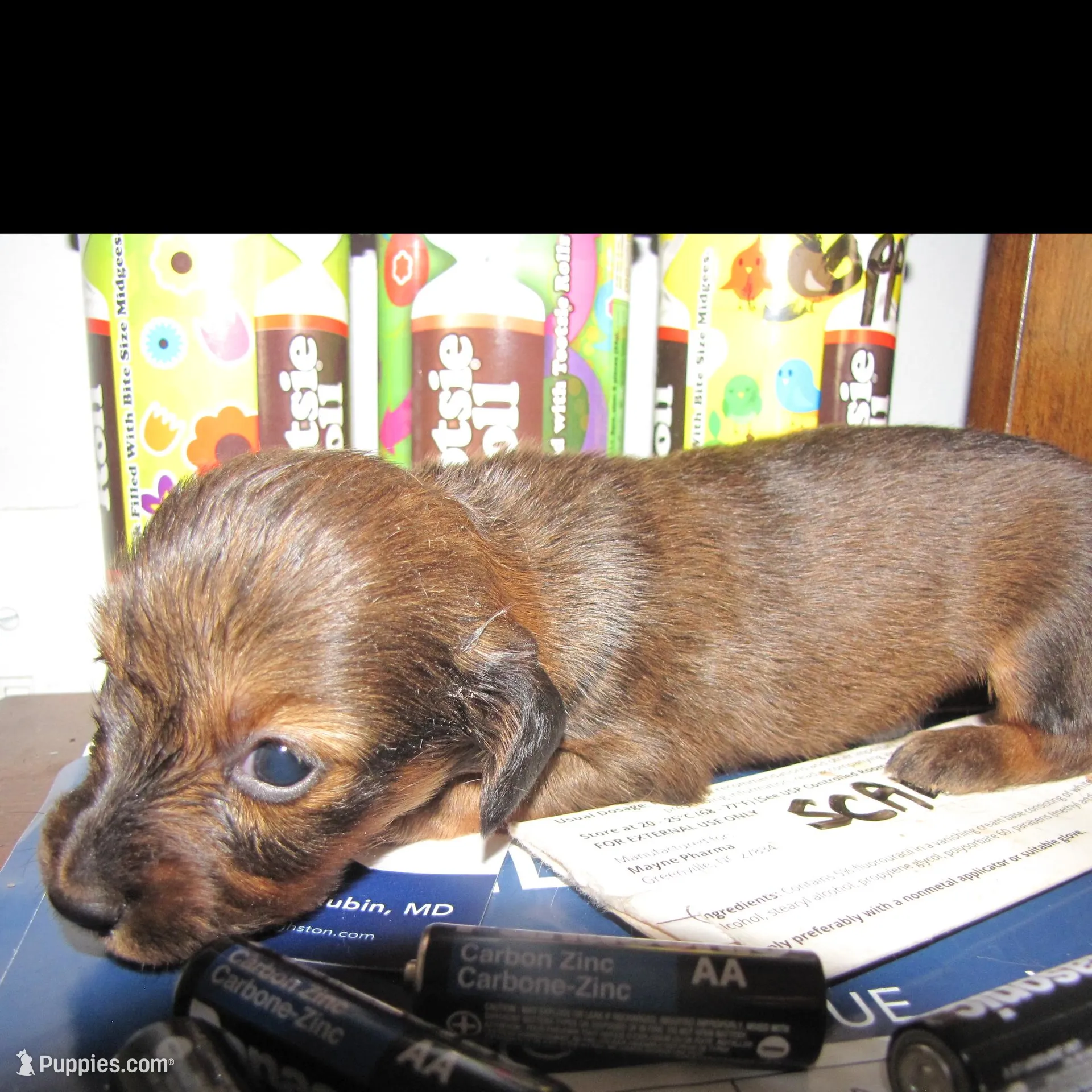 LONG HAIR RED SABLE GIRL, a female Miniature Dachshund for sale in Springfield, TN – Photo 1 of 9
