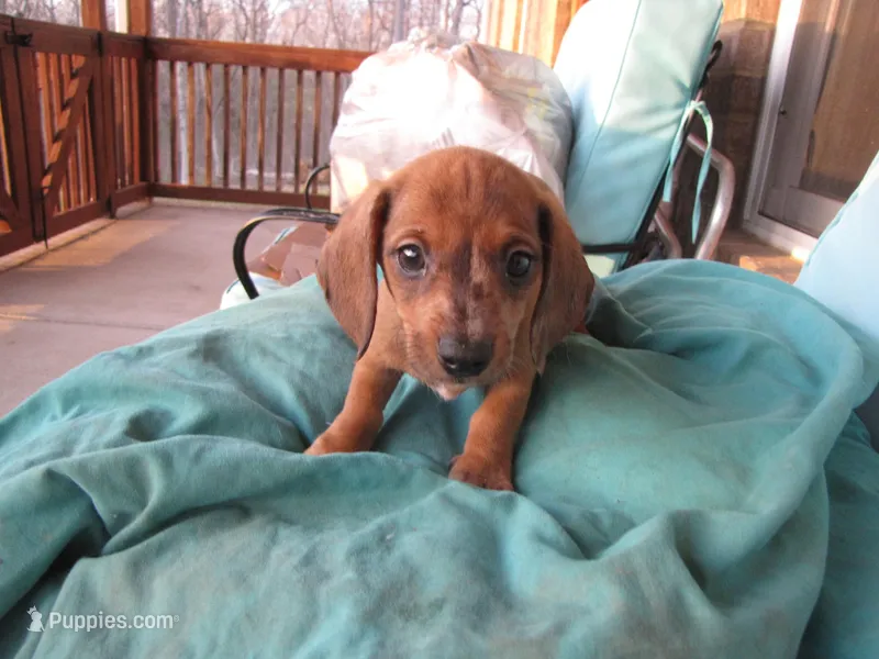 RED MALE – Miniature Dachshund puppy for sale in Springfield, TN