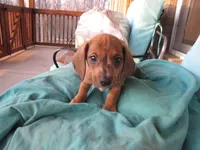 RED MALE, a male Miniature Dachshund for sale in Springfield, TN – Photo 1 of 10