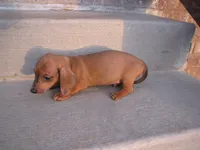 RED MALE, a male Miniature Dachshund for sale in Springfield, TN – Photo 6 of 10