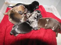 NEWBORN DAPPLE LITTER, a female Miniature Dachshund for sale in Springfield, TN – Photo 1 of 3