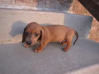 RED MALE, a male Miniature Dachshund for sale in Springfield, TN – Photo 5 of 10