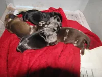 NEWBORN DAPPLE LITTER, a female Miniature Dachshund for sale in Springfield, TN – Photo 2 of 3