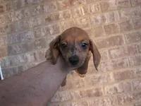 RED MALE, a male Miniature Dachshund for sale in Springfield, TN – Photo 10 of 10