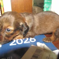 LONG HAIR RED  GIRL, a female Miniature Dachshund for sale in Springfield, TN – Photo 9 of 9