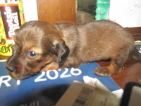 LONG HAIR RED SABLE GIRL, a female Miniature Dachshund for sale in Springfield, TN – Photo 6 of 9