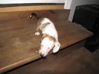 WHITE & tan female, a female Miniature Dachshund for sale in Springfield, TN – 4 of 9