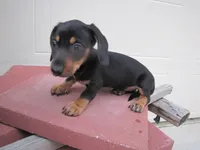 BLACK & TAN FEMALE, a female Miniature Dachshund for sale in Springfield, TN – 7 of 9