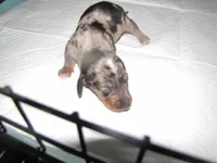 BLACK/SILVER GIRL  DAPPLE, a female Miniature Dachshund for sale in Springfield, TN – 3 of 7