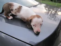 WHITE & tan female, a female Miniature Dachshund for sale in Springfield, TN – 6 of 9