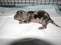 BLACK/SILVER GIRL  DAPPLE, a female Miniature Dachshund for sale in Springfield, TN – 2 of 7