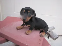 BLACK & TAN FEMALE, a female Miniature Dachshund for sale in Springfield, TN – 9 of 9