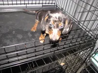 SILVER AND BLACK DAPPLE, a female Miniature Dachshund for sale in Springfield, TN – 4 of 5