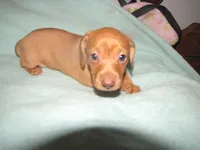 HONEY RED FEMALE, a female Miniature Dachshund for sale in Springfield, TN – 9 of 9