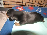 B & T FEMALE  LONG HAIR, a female Miniature Dachshund for sale in Springfield, TN – 2 of 5