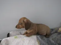 RED MALE  # 2, a male Dachshund for sale in Springfield, TN – Photo 5 of 10