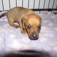 RED MALE, a male Dachshund for sale in Springfield, TN – Photo 4 of 7