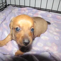 RED MALE, a male Dachshund for sale in Springfield, TN – Photo 3 of 7