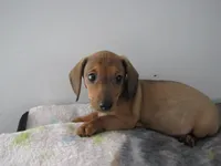 RED MALE  # 2, a male Dachshund for sale in Springfield, TN – Photo 2 of 10