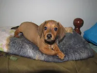 RED MALE  # 2, a male Dachshund for sale in Springfield, TN – Photo 3 of 10