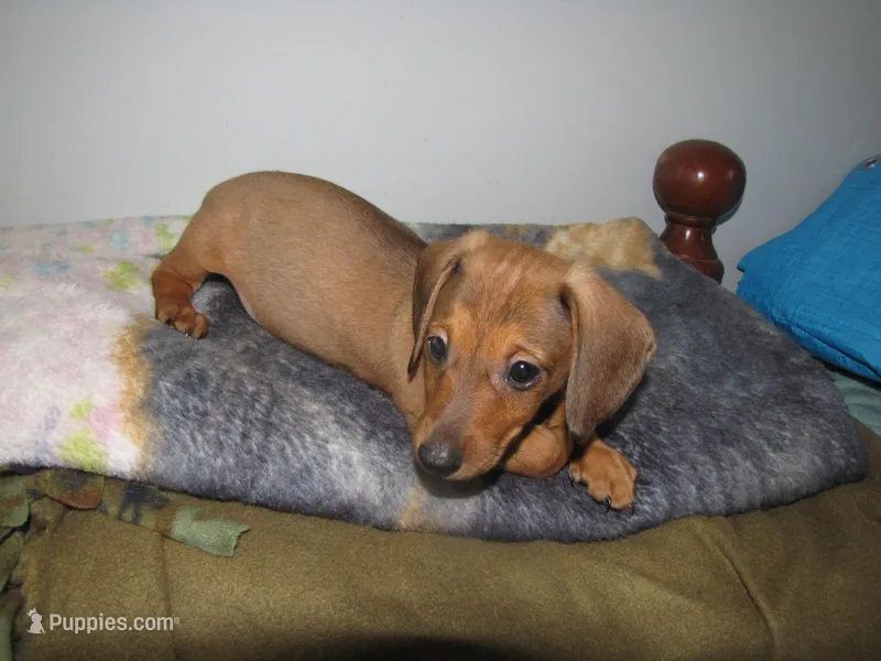 RED MALE  # 2 – Dachshund puppy for sale in Springfield, TN