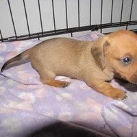 RED MALE, a male Dachshund for sale in Springfield, TN – Photo 2 of 7