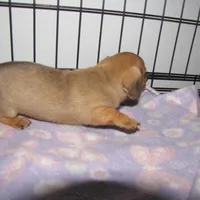 RED MALE, a male Dachshund for sale in Springfield, TN – Photo 6 of 7