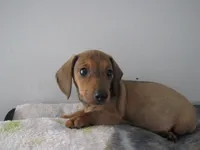 RED MALE  # 2, a male Dachshund for sale in Springfield, TN – Photo 7 of 10