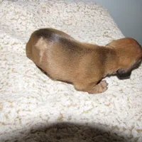 RED MALE, a male Dachshund for sale in Springfield, TN – Photo 7 of 7