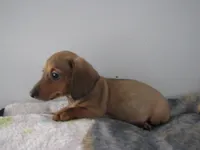 RED MALE  # 2, a male Dachshund for sale in Springfield, TN – Photo 8 of 10