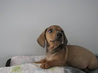 RED MALE  # 2, a male Dachshund for sale in Springfield, TN – Photo 9 of 10