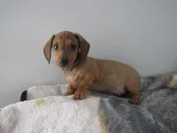 RED MALE  # 2, a male Dachshund for sale in Springfield, TN – Photo 4 of 10