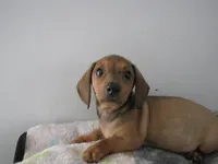 RED MALE  # 2, a male Dachshund for sale in Springfield, TN – Photo 10 of 10