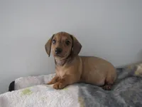 RED MALE  # 2, a male Dachshund for sale in Springfield, TN – Photo 6 of 10