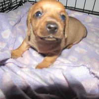 RED MALE, a male Dachshund for sale in Springfield, TN – Photo 5 of 7