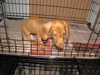 HONEY RED FEMALE, a female Miniature Dachshund for sale in Springfield, TN – 3 of 8